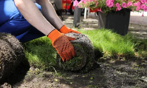 gardener-laying-grass-sod-on-backyard-closeup-2026-03-27-01-40-46-utc[1]
